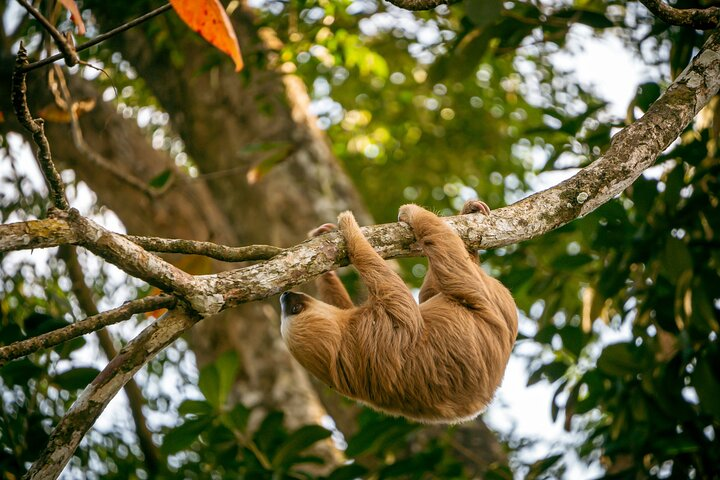 Sloth and Kayak Tour in Punta Uva Beach and Jungle  - Photo 1 of 8